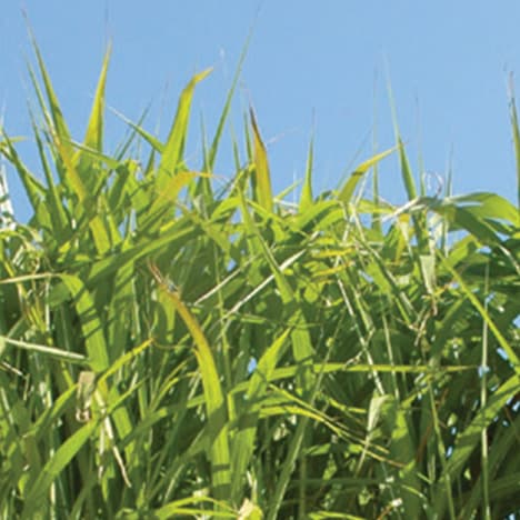 miscanthus biomasse